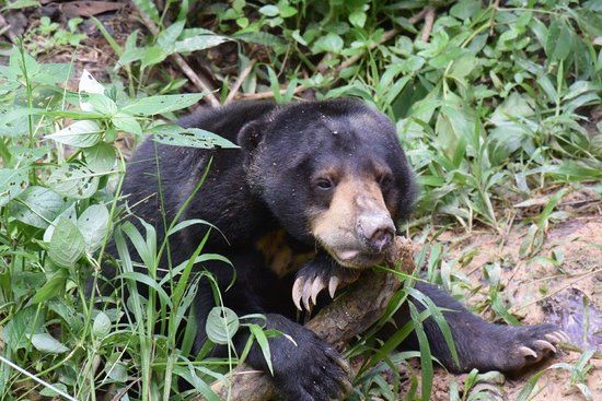 Bornean Sun Bear Conservation Centre